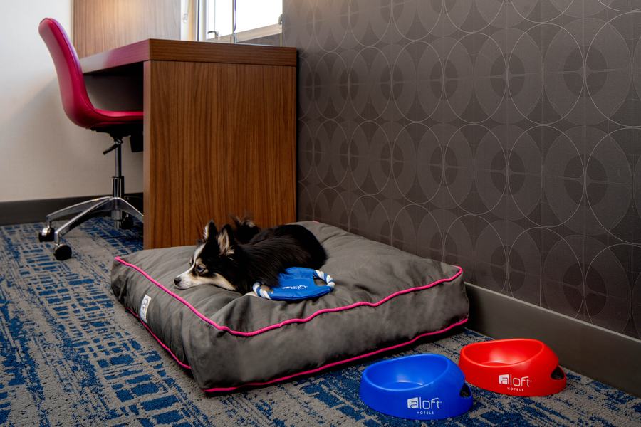 Pet-friendly guest room with dog bed and bowls